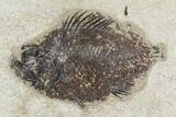 Pair of Fossil Fish (Cockerellites) - Green River Formation #129621-3